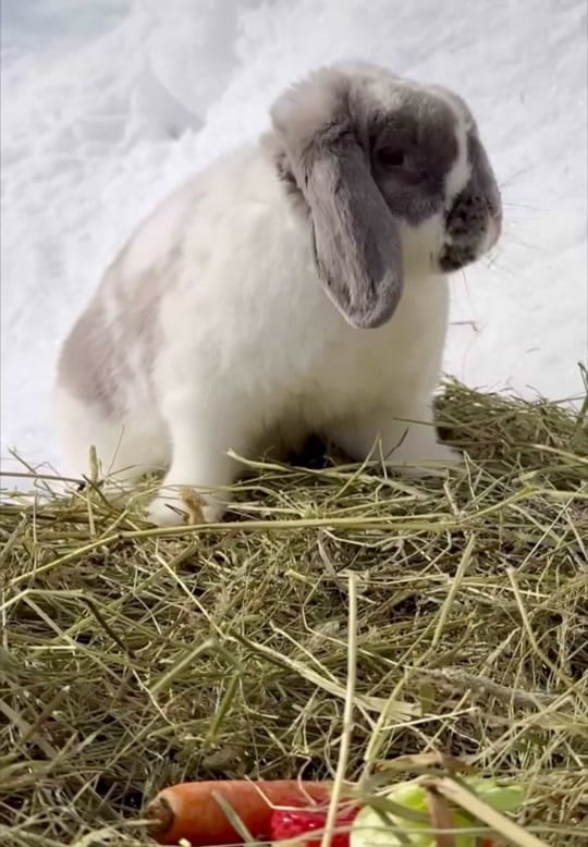 Post 6 by Chevalerie, Animal Rescue on TikTok (video)