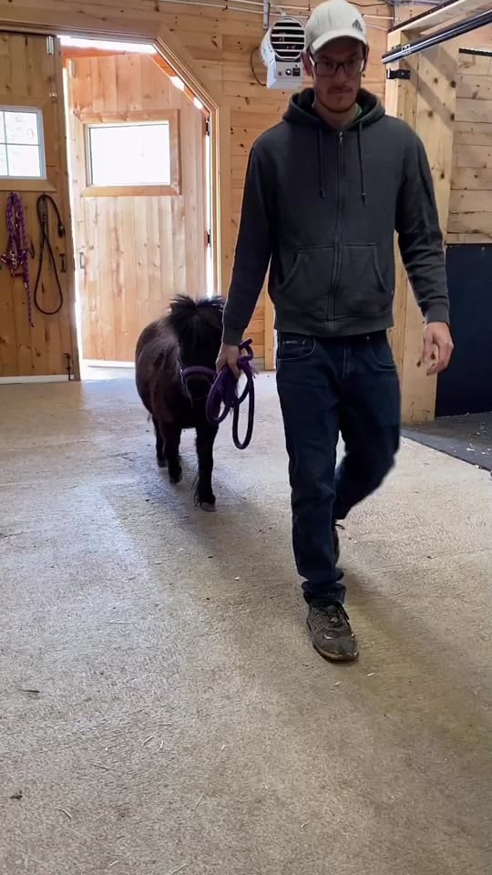 Post 9 by Chevalerie, Animal Rescue on TikTok (video)