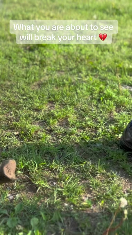 Post 1 by Chevalerie, Animal Rescue on TikTok (video)