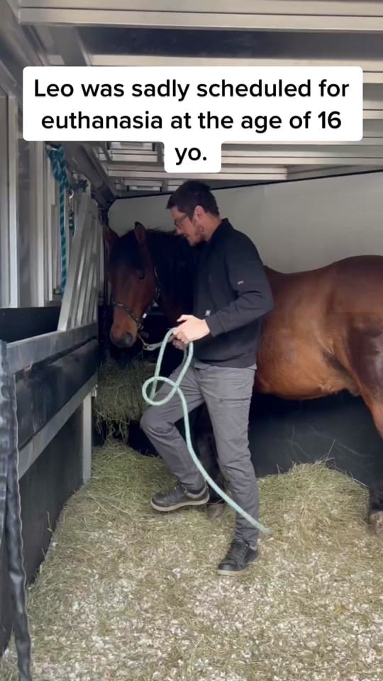 Post 3 by Chevalerie, Animal Rescue on TikTok (video)