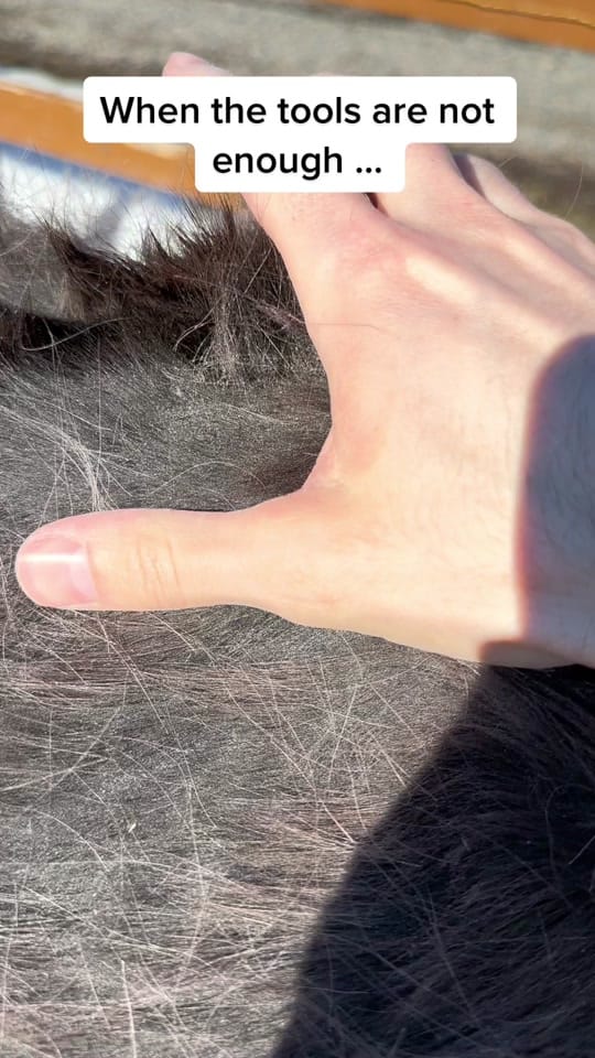 Post 5 by Chevalerie, Animal Rescue on TikTok (video)