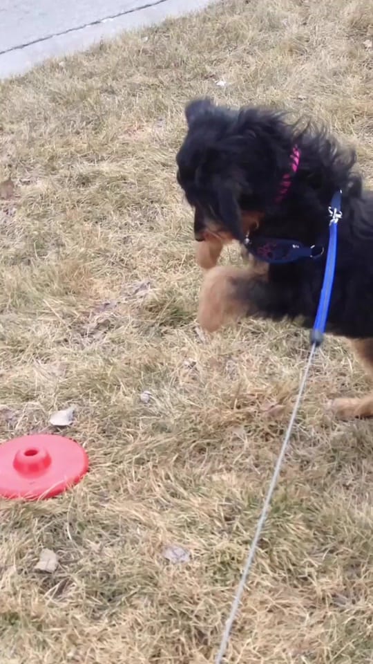 Post 4 by dovecottagebattleangel 🇨🇦 on TikTok (video)