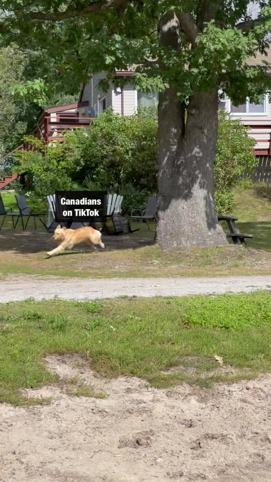 Post 3 by dovecottagebattleangel 🇨🇦 on TikTok (video)