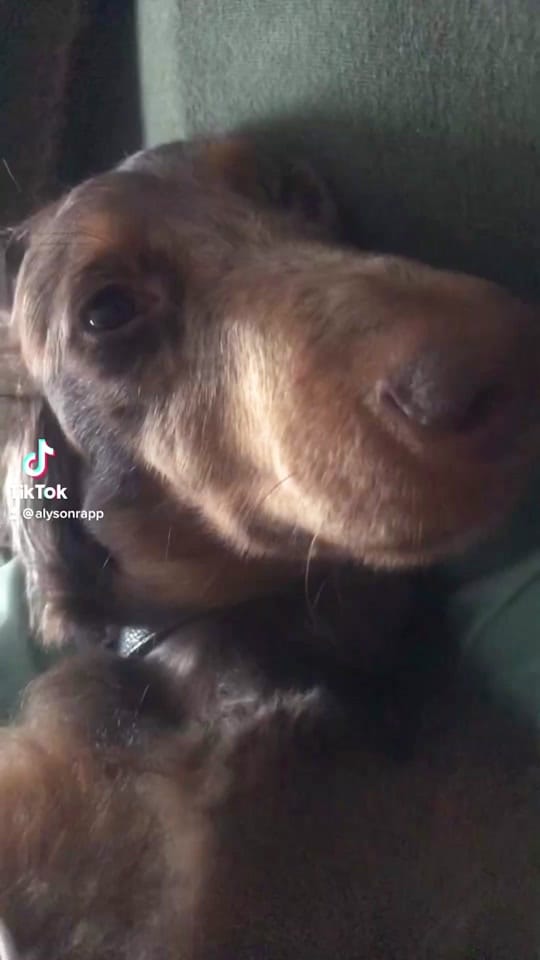 Post 1 by Alyson Rapp on TikTok (video)