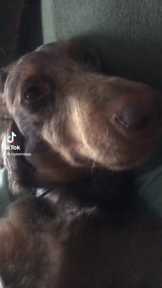Post 3 by Alyson Rapp on TikTok (video)