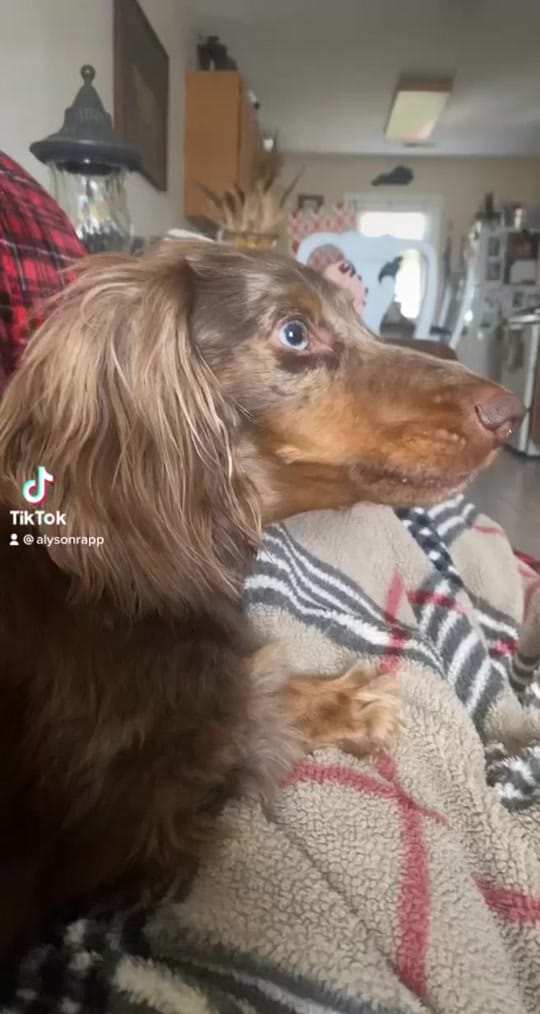 Post 4 by Alyson Rapp on TikTok (video)