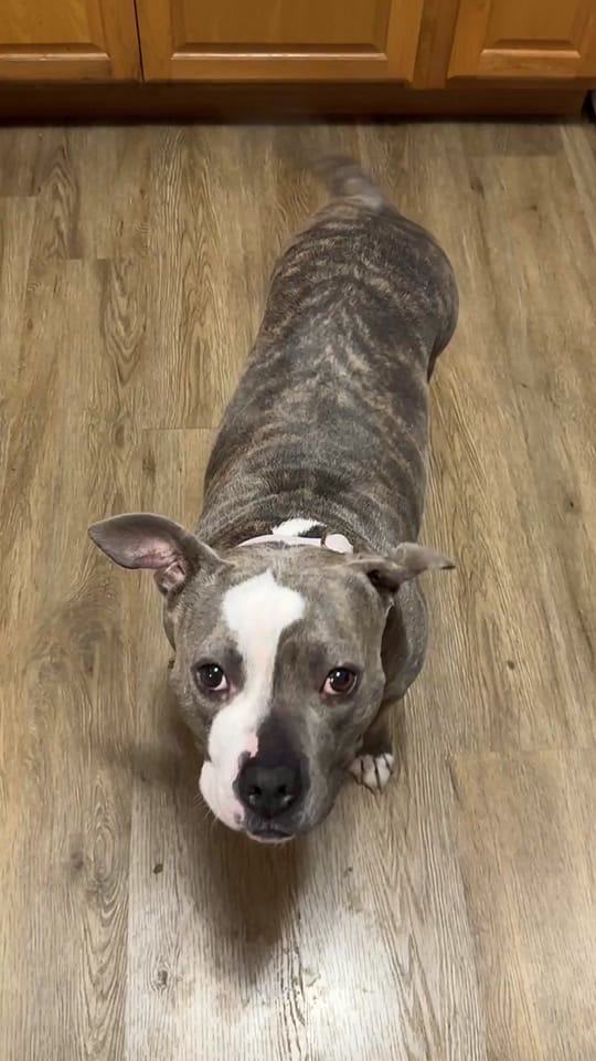Post 8 by Joy | Dog Friendly Travel on TikTok (video)