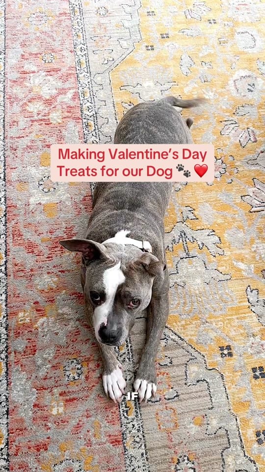 Post 7 by Joy | Dog Friendly Travel on TikTok (video)