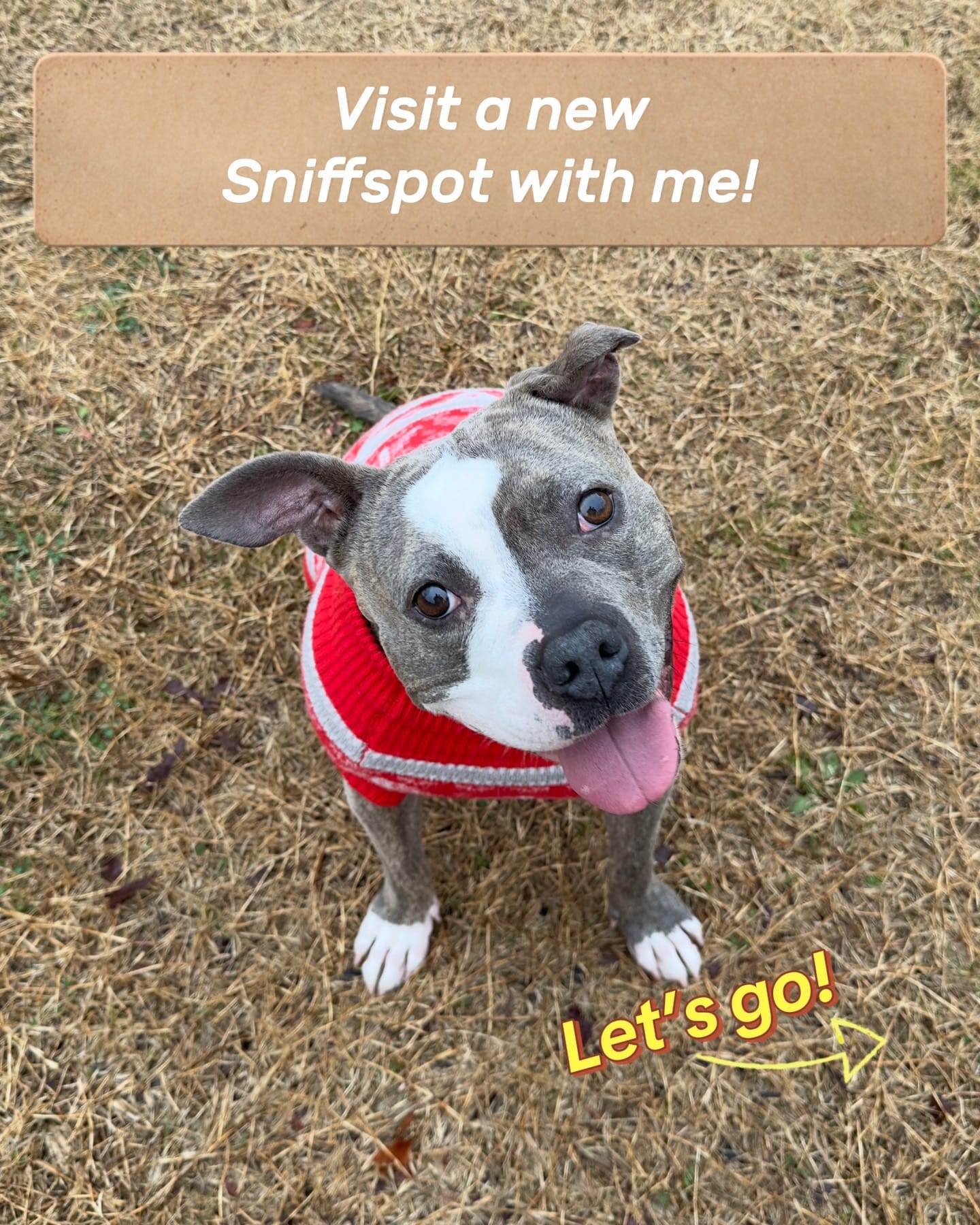 Post 10 by Joy | Dog Friendly Travel on TikTok (video)