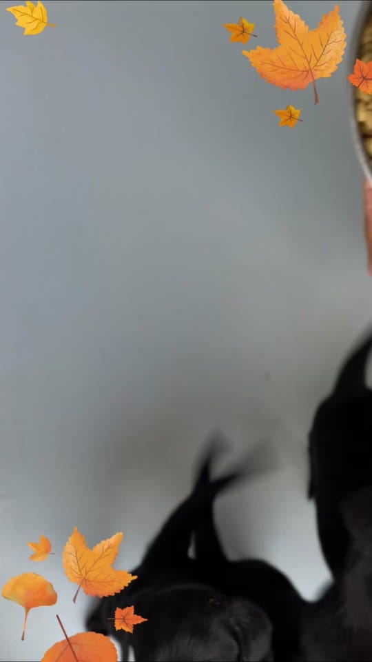 Post 8 by Guide Dogs of America on TikTok (video)