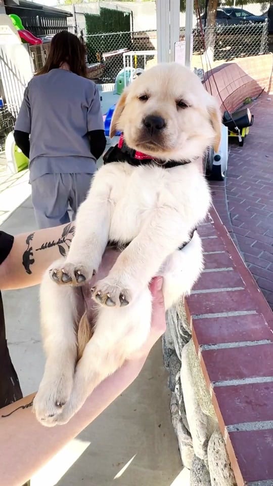 Post 5 by Guide Dogs of America on TikTok (video)