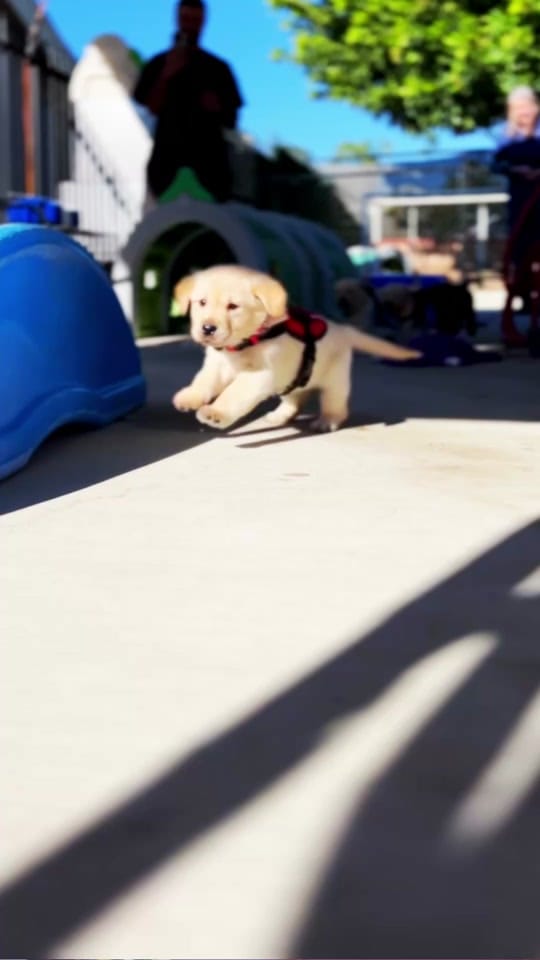 Post 4 by Guide Dogs of America on TikTok (video)