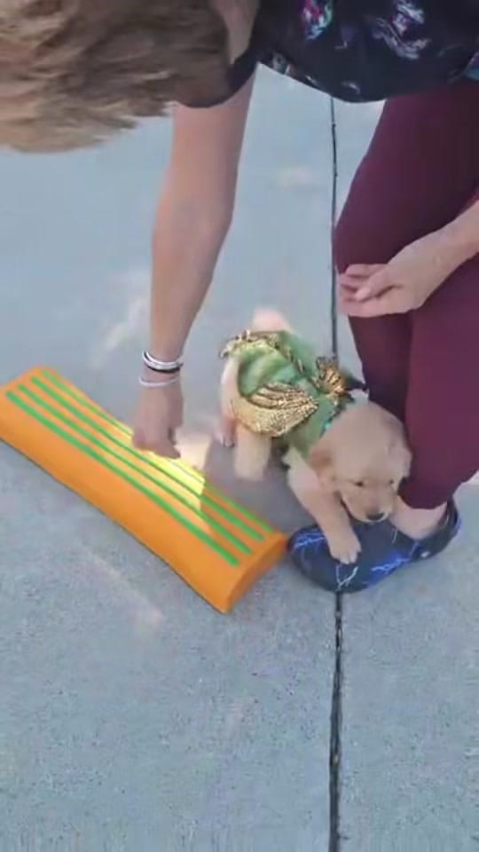 Post 10 by Guide Dogs of America on TikTok (video)