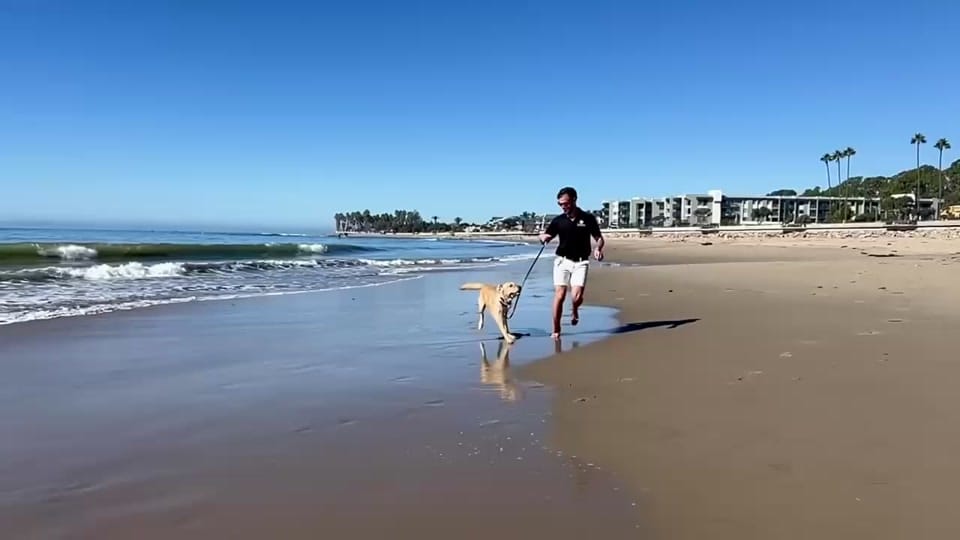 Post 9 by Guide Dogs of America on TikTok (video)