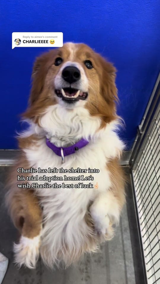 Post 1 by NWT SPCA on TikTok (video)