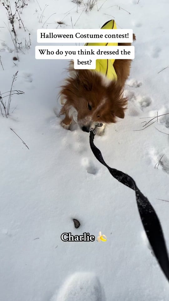 Post 7 by NWT SPCA on TikTok (video)