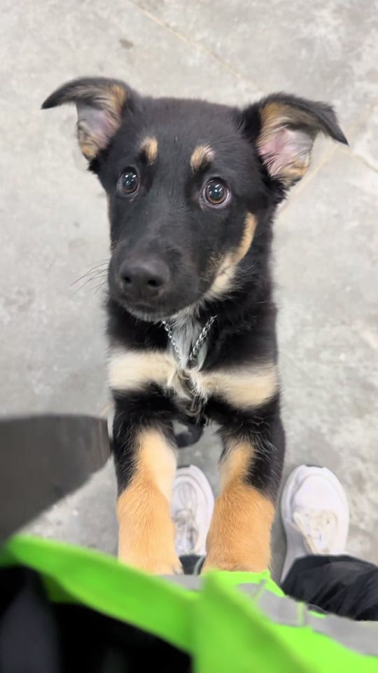 Post 8 by NWT SPCA on TikTok (video)