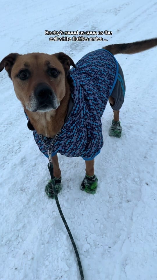 Post 4 by NWT SPCA on TikTok (video)