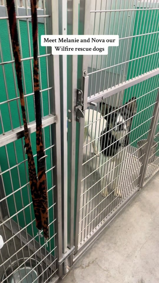 Post 10 by NWT SPCA on TikTok (video)