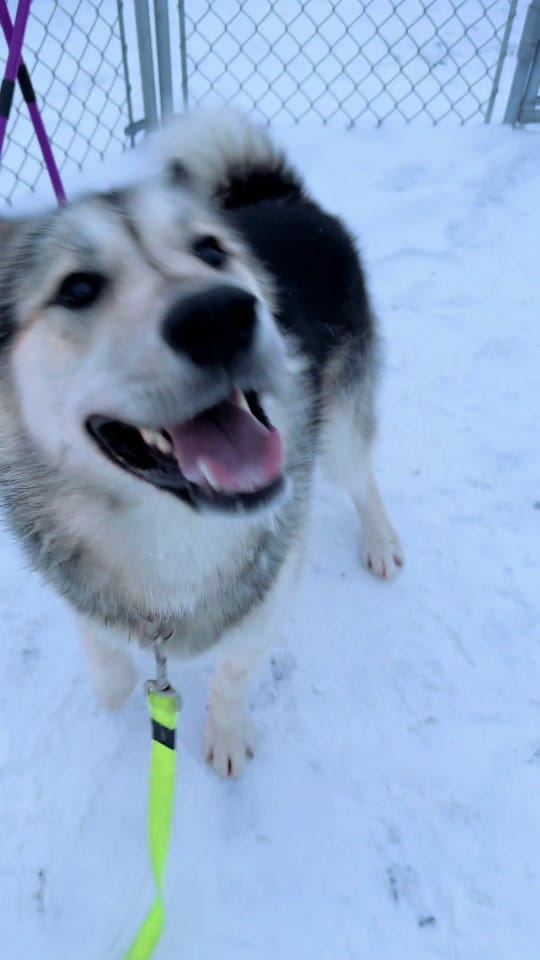 Post 5 by NWT SPCA on TikTok (video)
