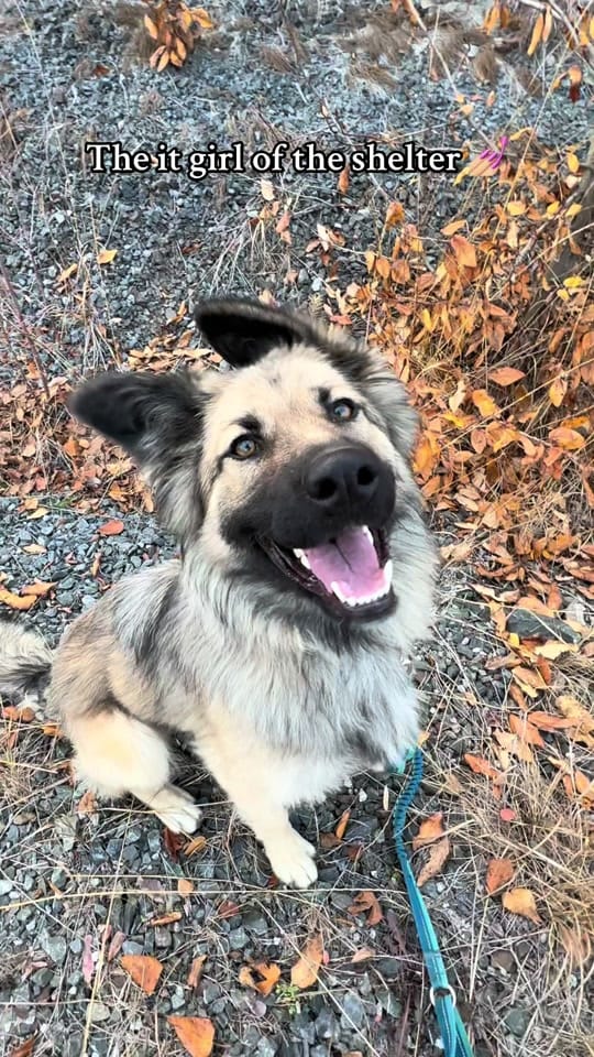 Post 9 by NWT SPCA on TikTok (video)