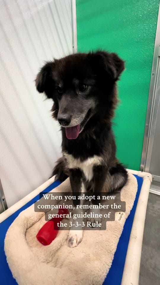 Post 3 by NWT SPCA on TikTok (video)