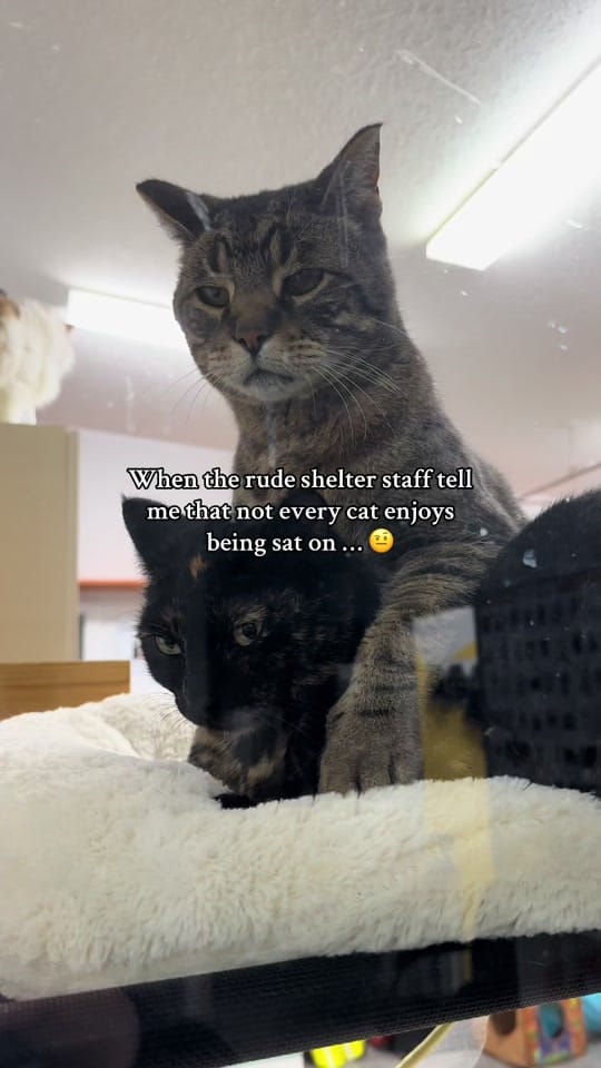 Post 2 by NWT SPCA on TikTok (video)