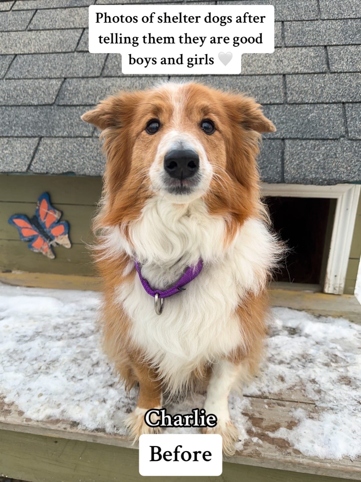 Post 6 by NWT SPCA on TikTok (video)