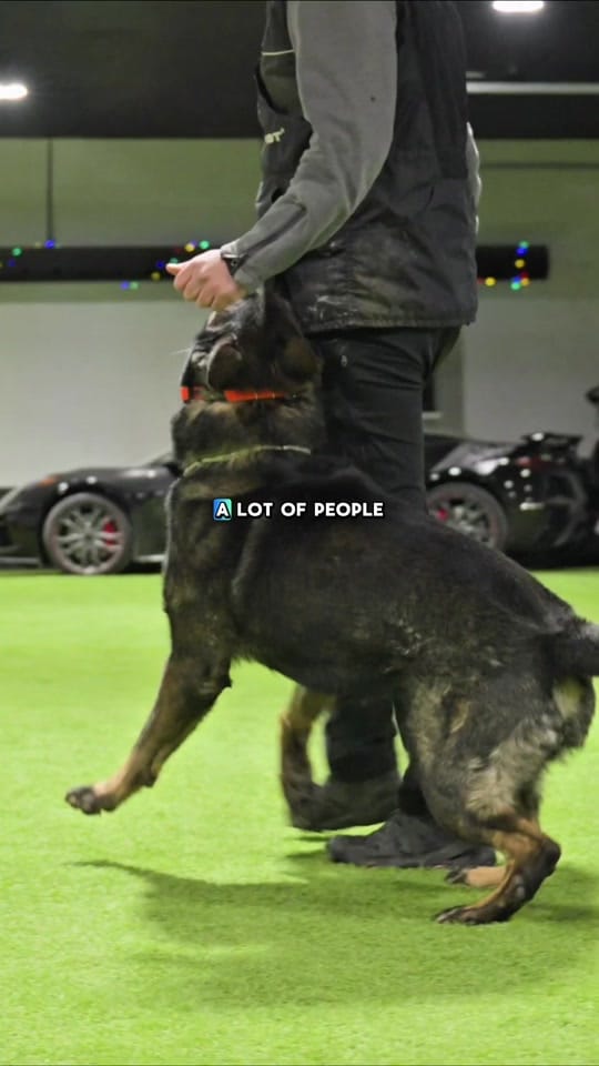 Post 2 by Shield_K9 on TikTok (video)