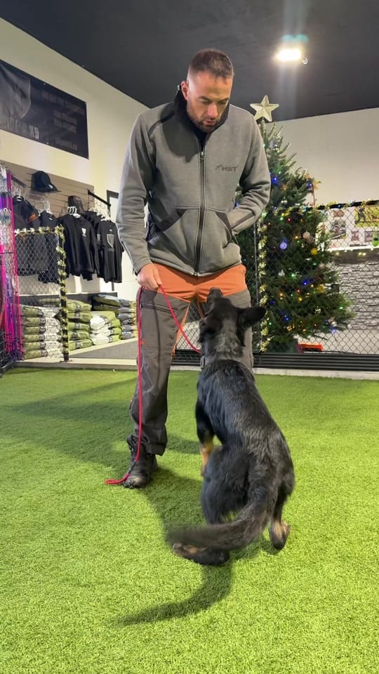 Post 9 by Shield_K9 on TikTok (video)
