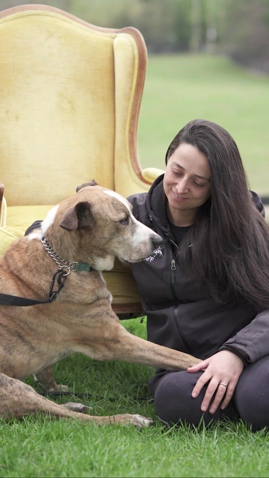 Post 2 by Dog Tales Rescue on TikTok (video)