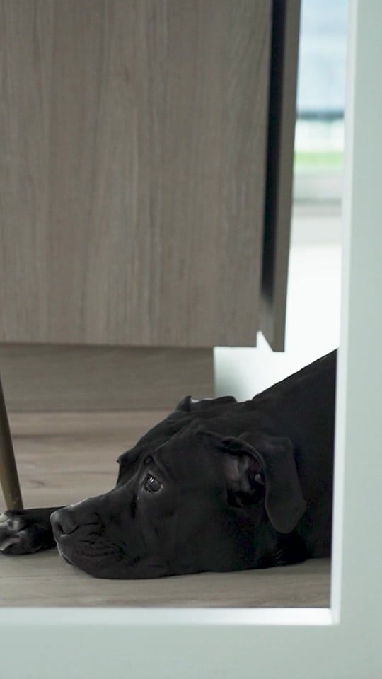 Post 6 by Dog Tales Rescue on TikTok (video)