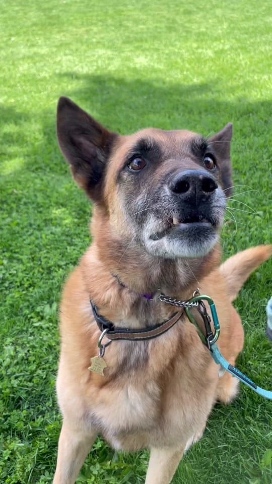 Post 8 by Dog Tales Rescue on TikTok (video)