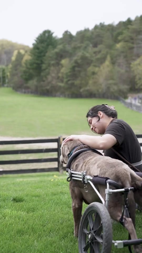 Post 4 by Dog Tales Rescue on TikTok (video)