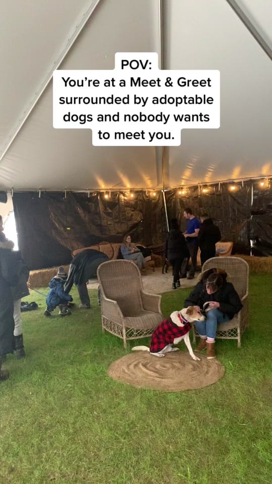 Post 10 by Dog Tales Rescue on TikTok (video)