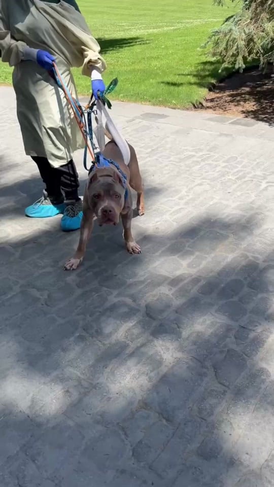 Post 3 by Dog Tales Rescue on TikTok (video)
