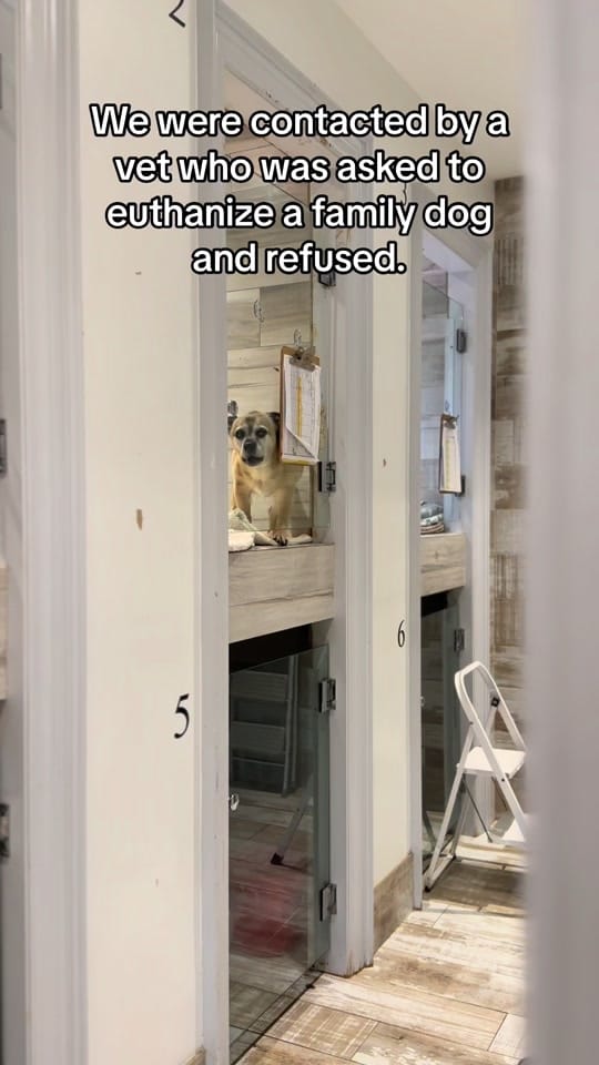 Post 9 by Dog Tales Rescue on TikTok (video)