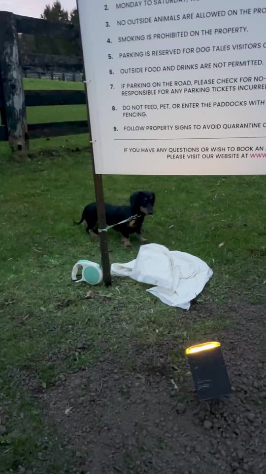 Post 5 by Dog Tales Rescue on TikTok (video)