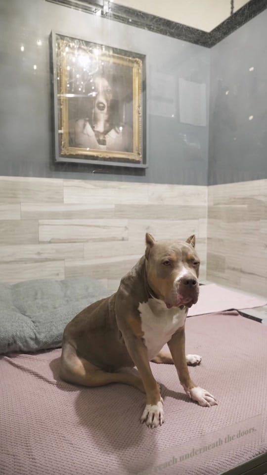 Post 7 by Dog Tales Rescue on TikTok (video)