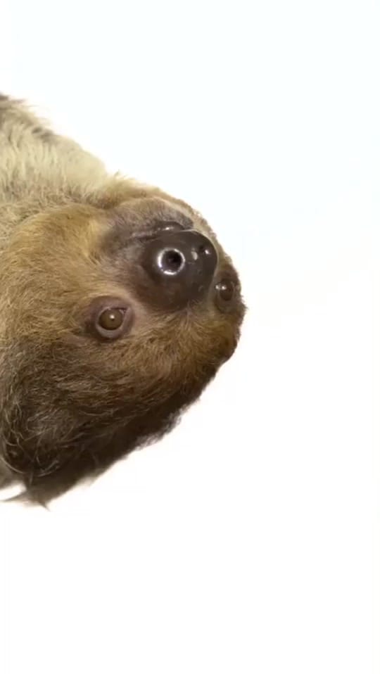 Post 3 by McWane Science Center on TikTok (video)