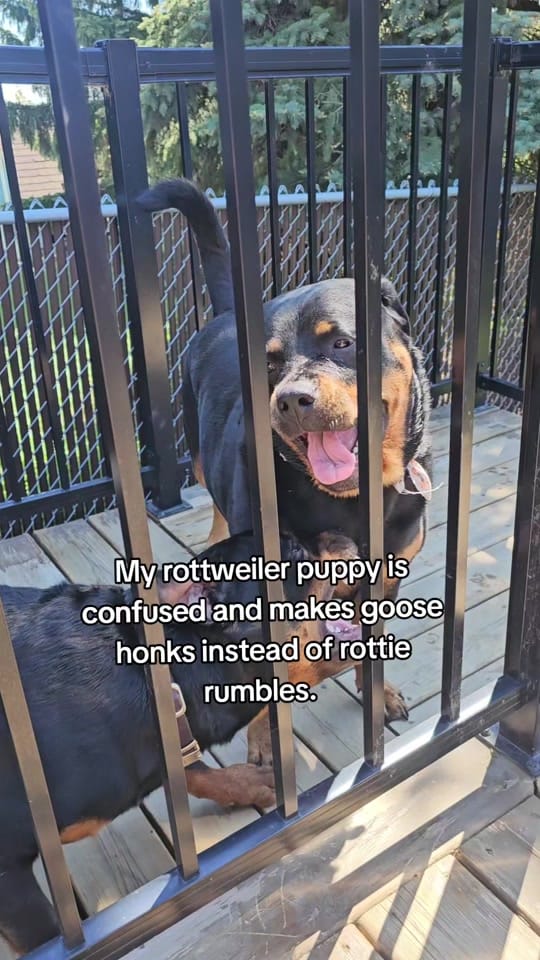 Post 2 by servicerotties 🇨🇦 on TikTok (video)