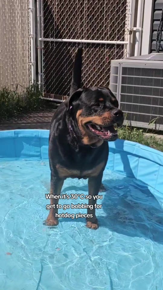 Post 6 by servicerotties 🇨🇦 on TikTok (video)