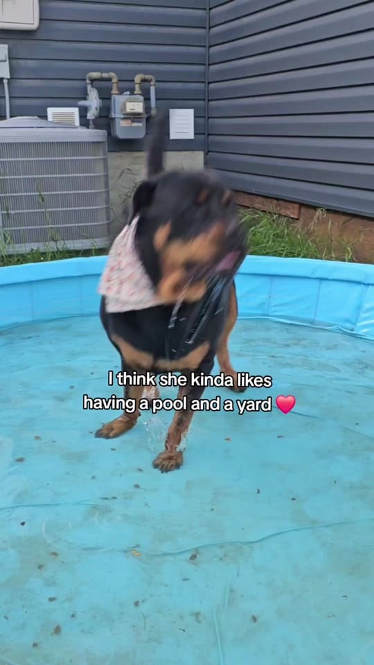 Post 3 by servicerotties 🇨🇦 on TikTok (video)
