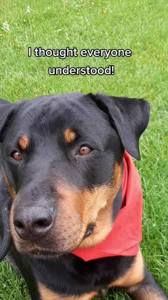 Post 10 by servicerotties 🇨🇦 on TikTok (video)