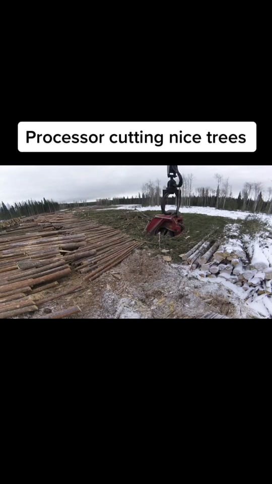 Post 8 by CanadianForestryIG on TikTok (video)