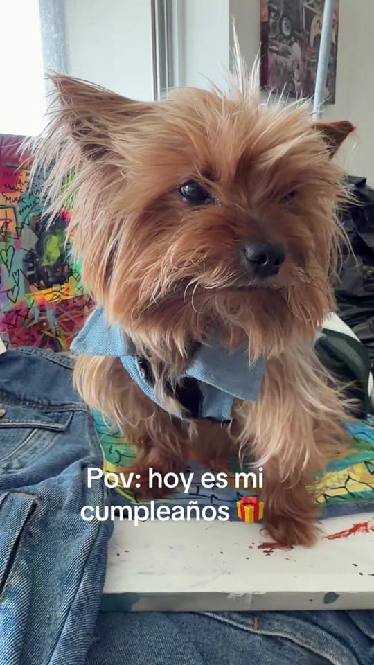 Post 6 by gabymateu on TikTok (video)