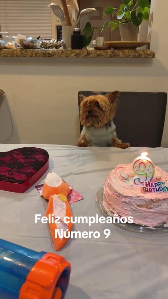 Post 5 by gabymateu on TikTok (video)