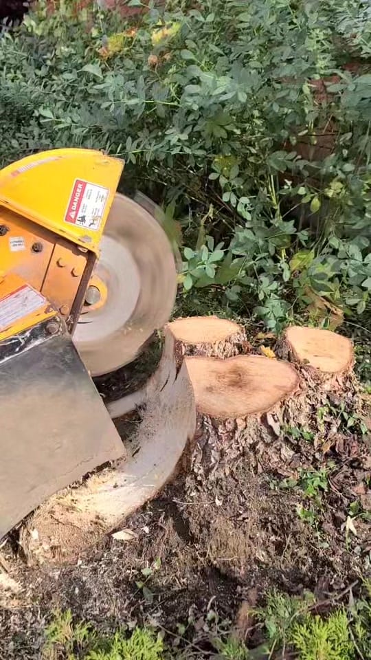 Post 2 by McFarlan Tree Care on TikTok (video)