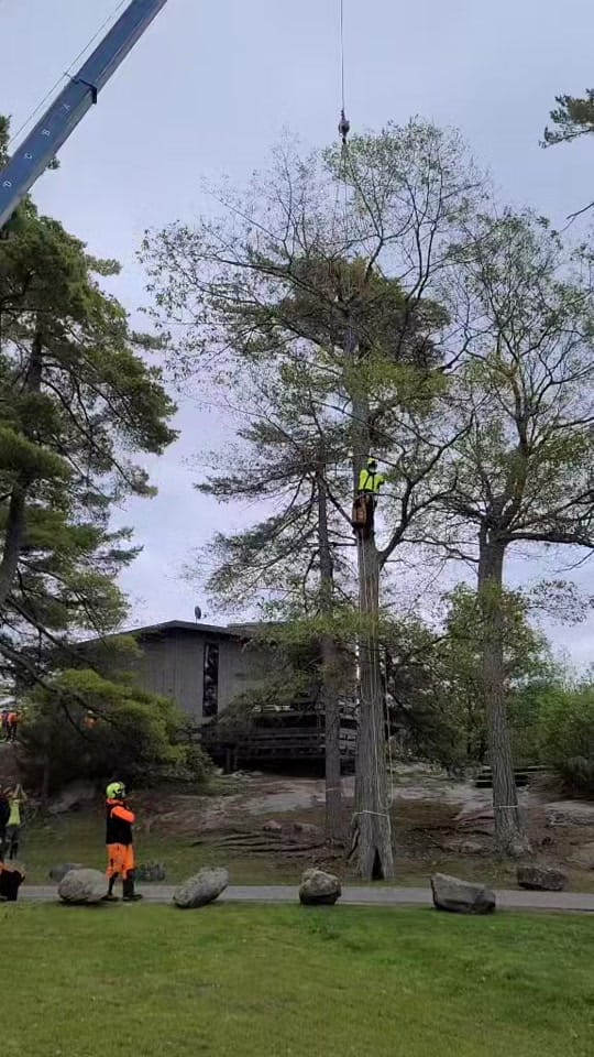 Post 6 by McFarlan Tree Care on TikTok (video)