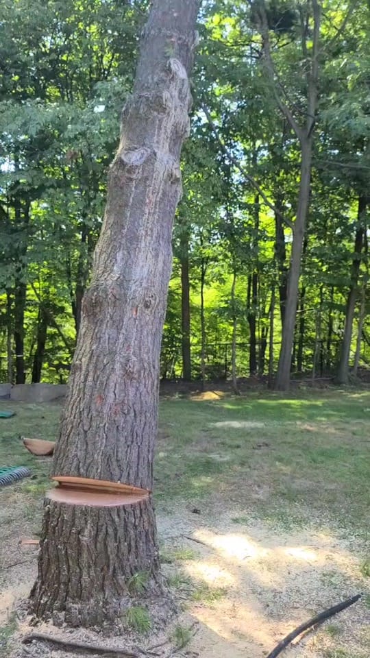 Post 8 by McFarlan Tree Care on TikTok (video)